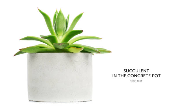 istock Succulent in concrete pot isolated on white background 1139373866