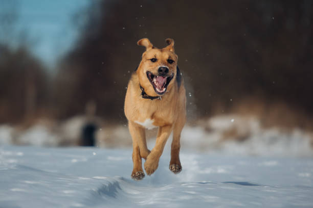 istock Big dog running at camera direction, looking happy. Mongrel in the snow 1139373911