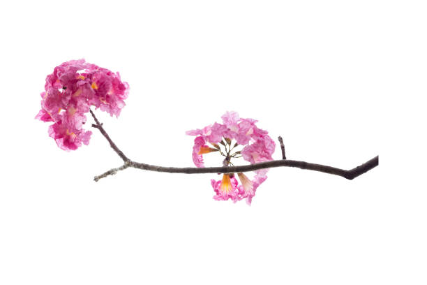 istock Pink flower and tree branch isolated on white background 1139373957