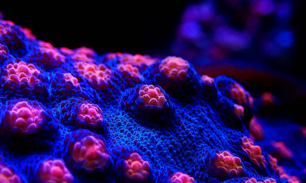istock Halloween Screamer Chalice coral in macro shot ( Echinophyllia sp. ) 1139375747