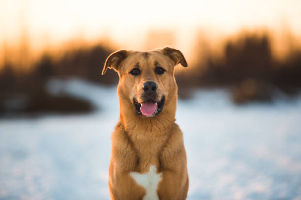 istock Cute mixed breed dog outside. Mongrel in the snow 1139375776