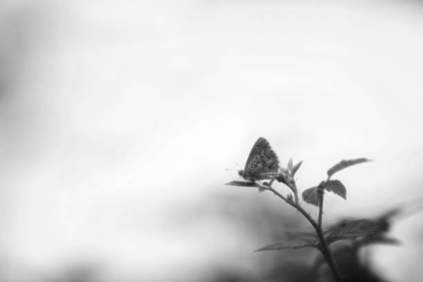 natural butterfly photo