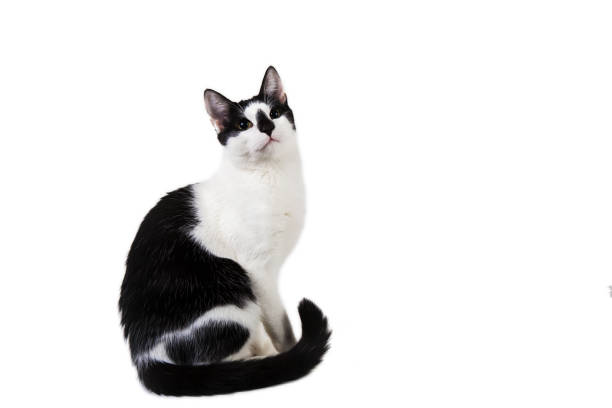 Studio shot of black and white cat sit on white isolated background.