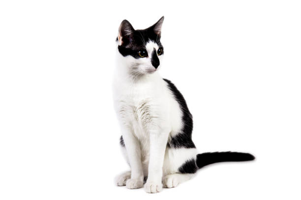 istock Black and white cat sit on white isolated background. 1139376707