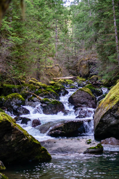 istock Big Quilcene River flows inside the Olympic National Forest in Washington 1139378330