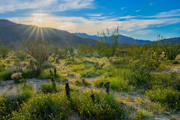 istock Springtime back lit cactus in Anza Borrego Desert State Park, CA 1139380390