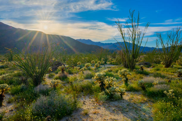 istock Springtime back lit cactus in Anza Borrego Desert State Park, CA 1139380405