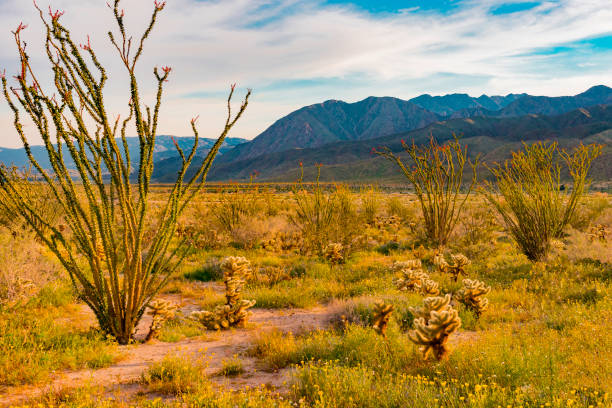 istock Springtime cactus in Anza Borrego Desert State Park, CA (P) 1139380433