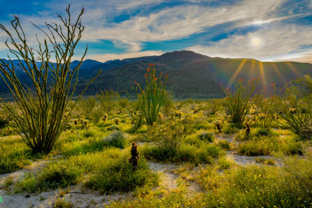 springtime im erleuchteten kaktus im anza borrego desert state park, ca - wildflower california desert spring stock-fotos und bilder