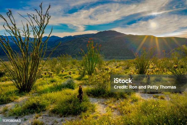 Springtime Back Lit Cactus In Anza Borrego Desert State Park Ca Stock Photo - Download Image Now