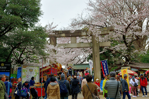 Tokyo, Japan-March 29, 2019:\nThe crowd in front of Torii Gate of Ueno Toshogu Shrine, who visited Ueno Park in Tokyo for hanami (cherry blossom viewing). Along the access path to the Shrine, there are many stands for drinks and snacks.\nUeno Park is one of the most popular places for cherry blossom viewing in Japan, with about 2 million people visiting the park during the cherry blossom season. \nCherry blossom is national flower of Japan and can be found everywhere during the cherry blossom season, whether in public parks, gardens or just on the streets, which are very crowded by the people doing hanami (cherry blossom viewing).