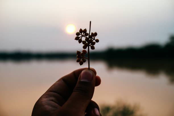 istock beauty of nature 1139385297