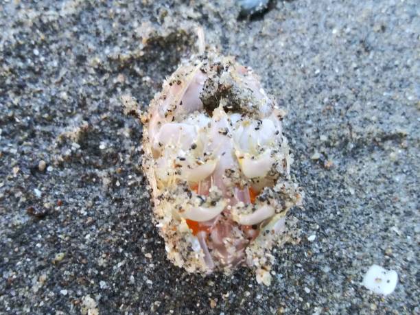 istock Mole crab or sand crab - spring and summer beach North California 1139386071