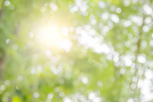 Natural spring blurred green leaves background.