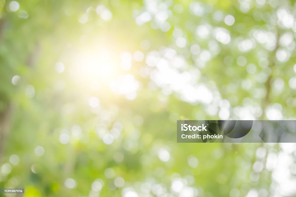 Natural spring blurred green leaves background. Natural spring blurred green leaves background. Create light soft colors and bright sunshine a short time before sunset tree in forest tropical. Tree Stock Photo