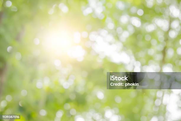 Natural Spring Blurred Green Leaves Background Stock Photo - Download Image Now - Tree, Backgrounds, Hope - Concept