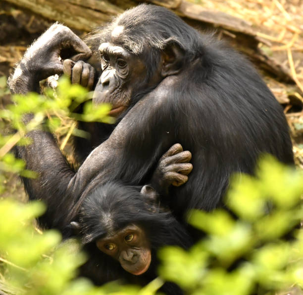 istock Bonobo Baby and Mom 1139387828