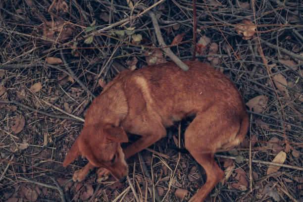 istock Poor Skinny Homeless Dog 1139388340