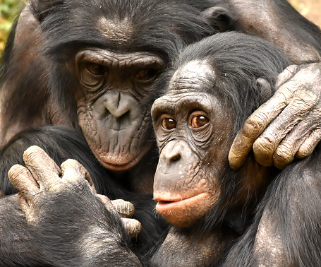 Madre Bonobo con hijo e hija photo