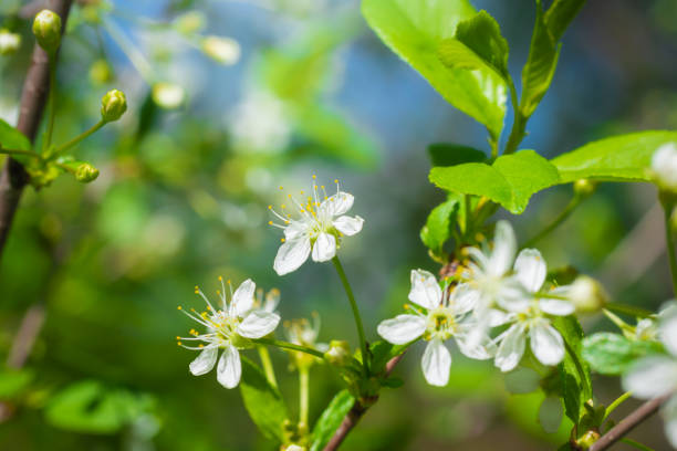 istock Branch of a tree with white flowers 1139391929