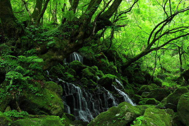 akita präfektur sommer-wasserfall - spring waterfall japan landscape stock-fotos und bilder