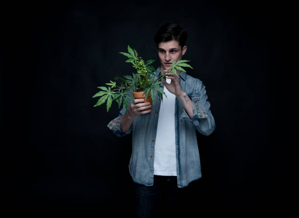 istock Handsome young man is holding a marijuana plant 1139396241
