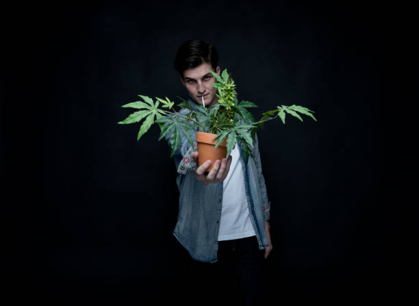 istock Handsome young man is holding a marijuana plant 1139396266