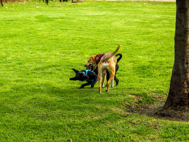 istock Two dogs playing in grass next to a tree in a public park 1139396467