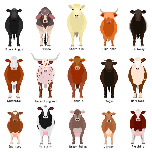 Sapi Rasya 4.100+ Sapi Potong Ilustrasi, Grafik Vektor, & Clip Art Bebas Royalti ...