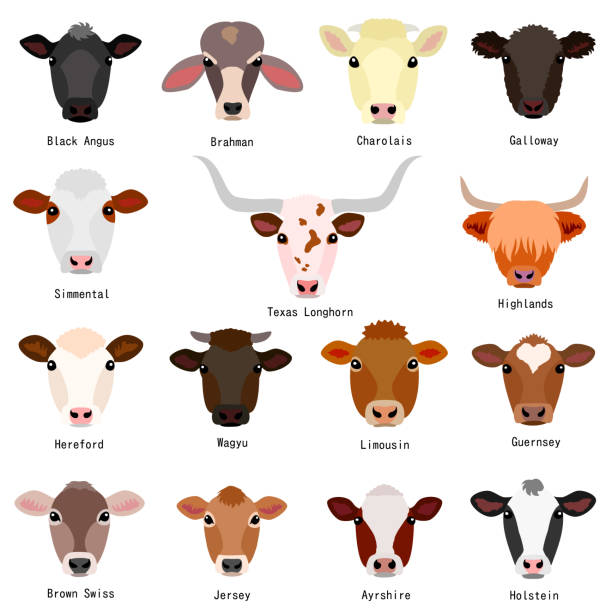 ilustrações, clipart, desenhos animados e ícones de cabeças de gado com raças nome - texas longhorn cattle