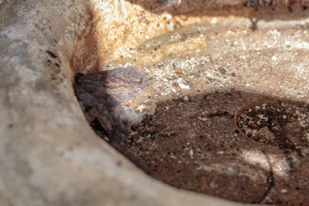 istock A Southern Marbled Gecko disturbed under a bird bath at Hughes, Canberra, Australia during the afternoon of March 2019 1139397498