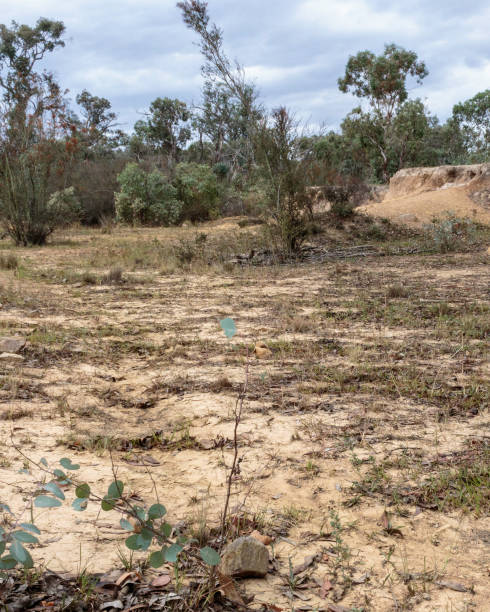 курс сухой воды в заповеднике аранда бушленд, канберра, австралия, утром марта 2019 года - dry sea riverbank mud стоковые фото и изображения