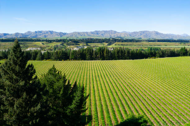 istock Landscape of Marlborough district 1139397669