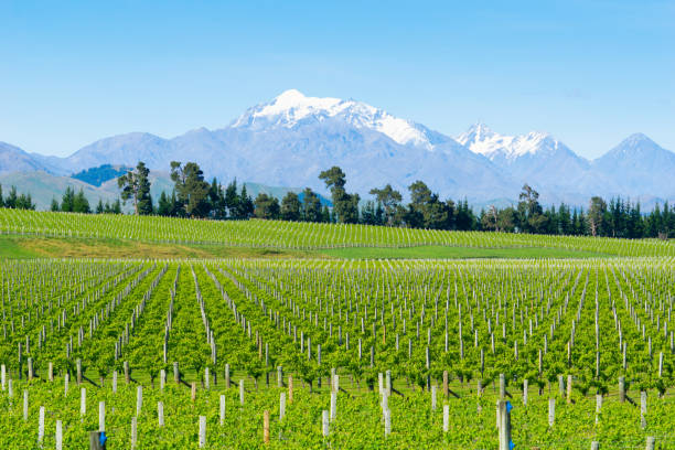 Vineyards in Marlborough Vineyards in Marlborough long rows of springtime growth across flat fields running to foothills in distance marlborough new zealand stock pictures, royalty-free photos & images