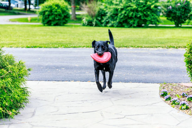 遊び心のあるペットラブラドール取得犬フリスビーで走る - dog black labrador retriever animal nose ストックフォトと画像