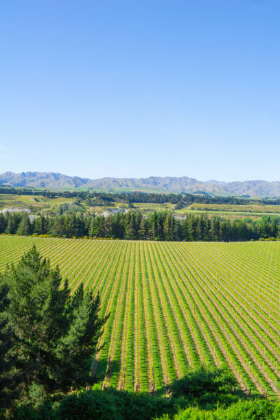 istock Landscape of Marlborough district 1139403691