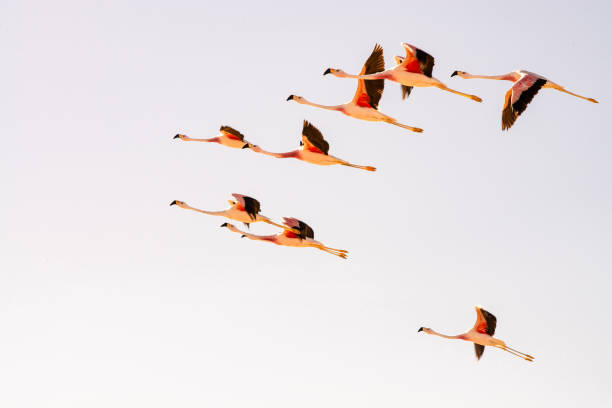 flamingos flying  in the atacama desert