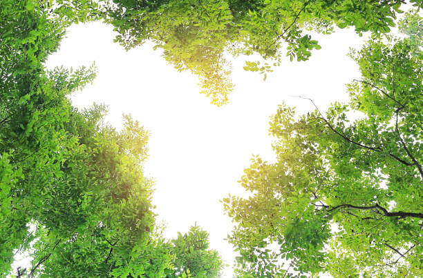istock Tree leaf branches in the garden against sky and ray of sunlight background with copy space in heart shape. 1139403724