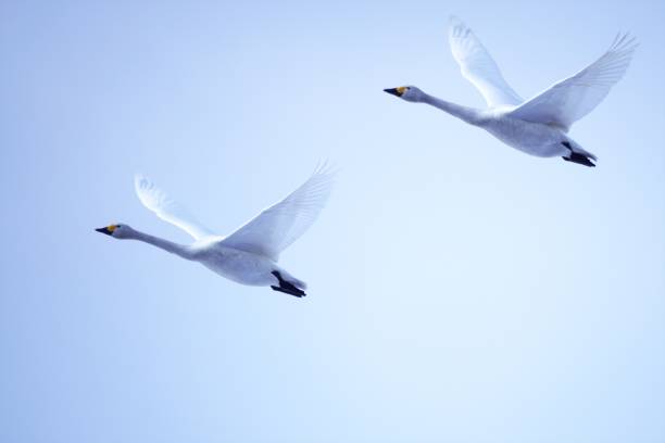 istock Beautiful Hokkaido swan 1139405032