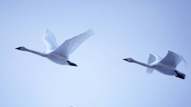 istock Beautiful Hokkaido swan 1139405035
