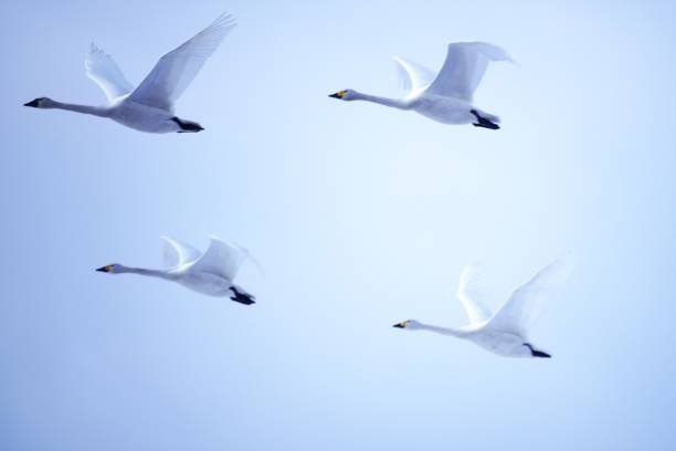 istock Beautiful Hokkaido swan 1139405133