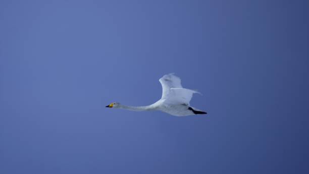 istock Beautiful Hokkaido swan 1139405141