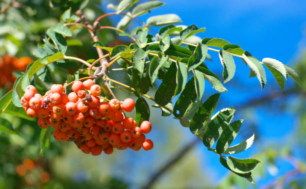 istock ashberry at dry sunny summer day 1139406118