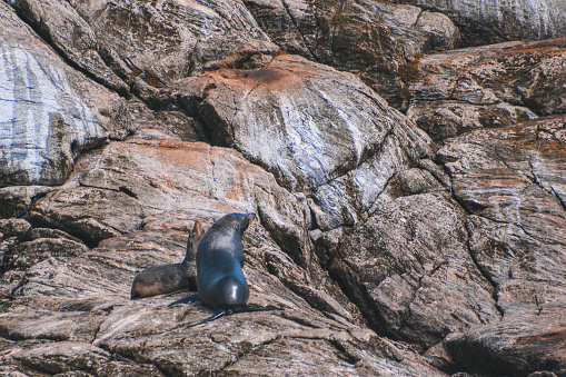 wildlife experience during day cruise at Doubtful Sound