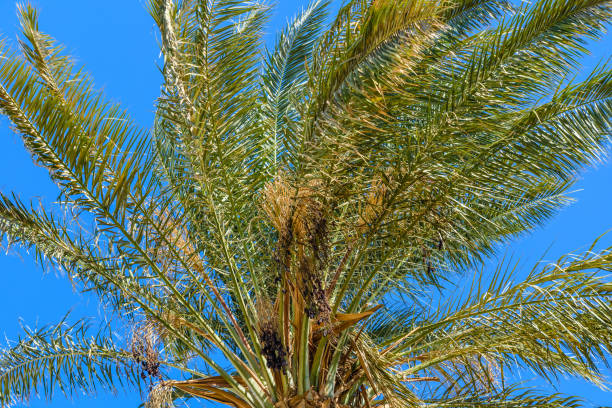 istock Green date palm tree against the blue sky 1139407679
