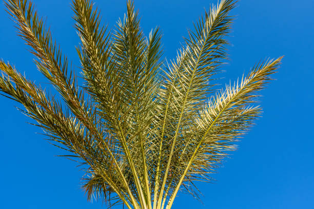 istock Green date palm tree against the blue sky 1139407680