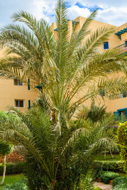 istock Green date palm tree in the park 1139407692