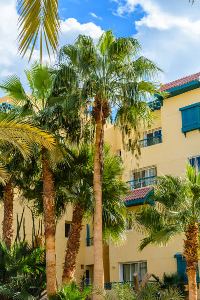 istock Different green palm trees in the park 1139407696