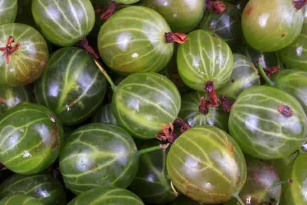istock many green gooseberry fruit 1139409274