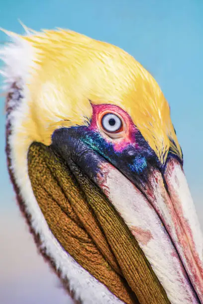 Close up bright head of Pelican on the beach Varadero, Cuba. Outdoors, blue sea as a background, copy space.
